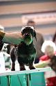 Crufts2011_2 879